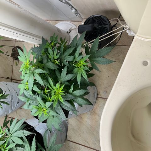 Gary’s cream  growlog timeline photo
