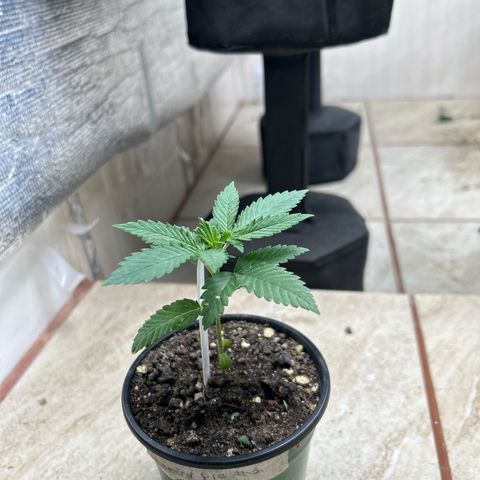 Cherry pie #1 growlog timeline photo