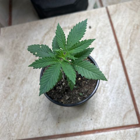 Cherry pie #1 growlog timeline photo