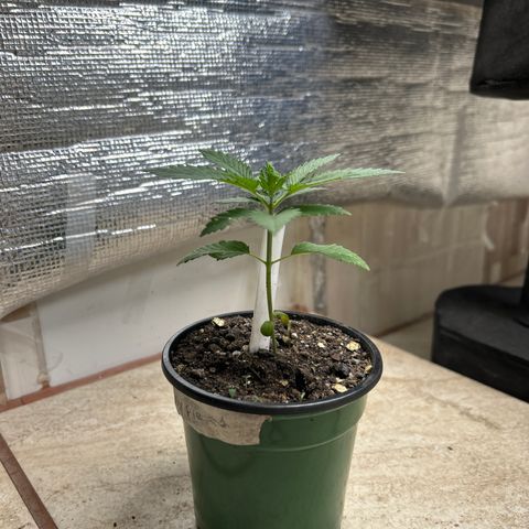 Cherry pie #1 growlog timeline photo