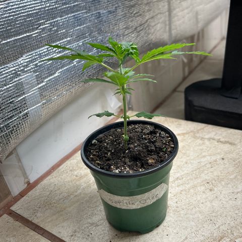 Gorilla glúe growlog timeline photo