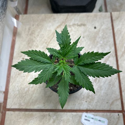 Gorilla glúe growlog timeline photo