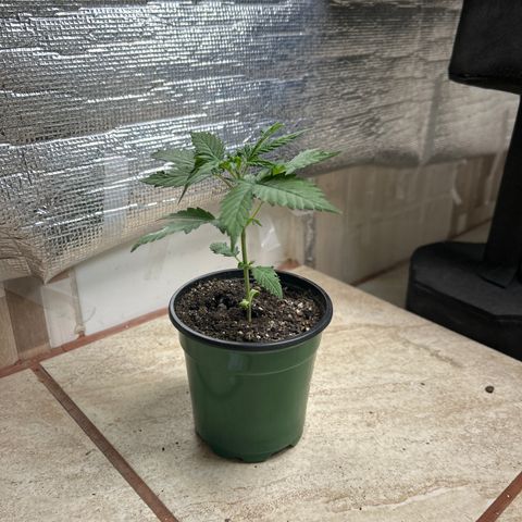 Gorilla glúe growlog timeline photo