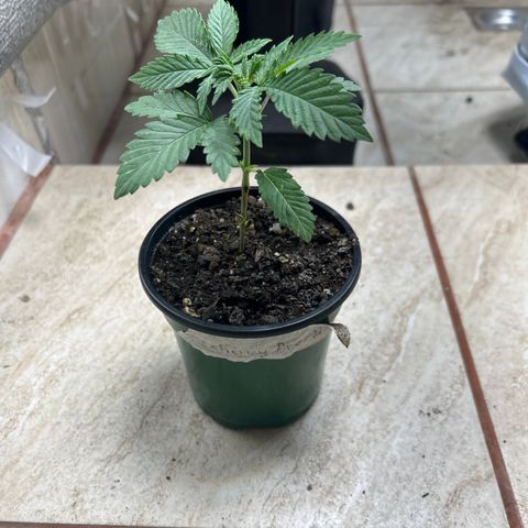 Cherry pie #2 growlog timeline photo