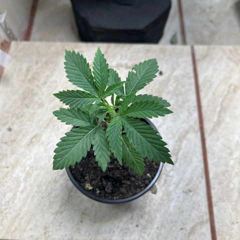 Cherry pie #2 growlog timeline photo