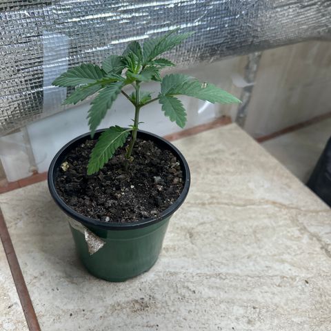 Cherry pie #2 growlog timeline photo