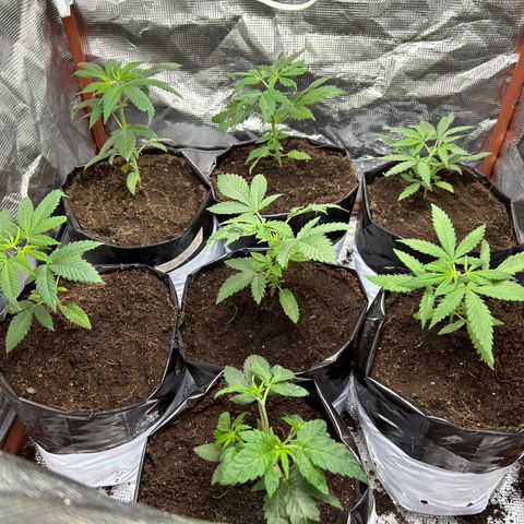 Cherry pie #2 growlog timeline photo