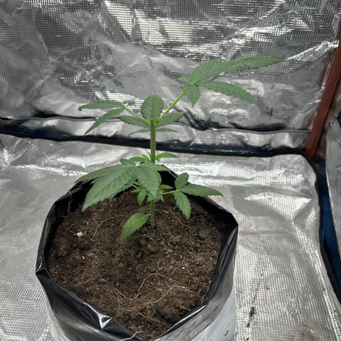 Cherry pie #2 growlog timeline photo