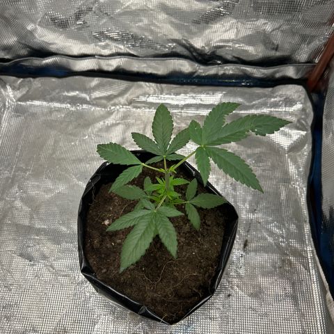 Cherry pie #2 growlog timeline photo