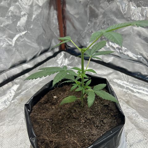 Cherry pie #2 growlog timeline photo