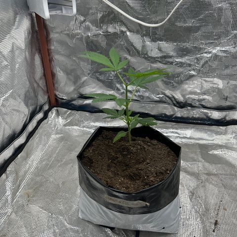 Cherry pie #1 growlog timeline photo