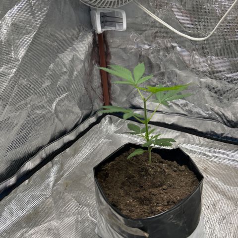Cherry pie #1 growlog timeline photo