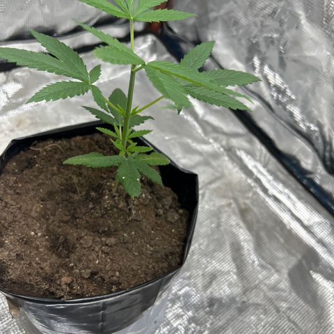Cherry pie #1 growlog timeline photo