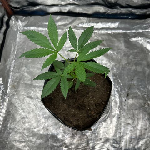 Cherry pie #1 growlog timeline photo
