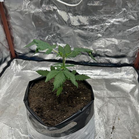 Gorilla glúe growlog timeline photo