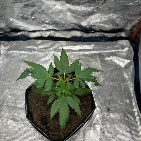 Gorilla glúe growlog timeline photo