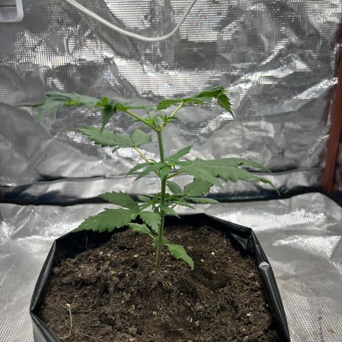Gorilla glúe growlog timeline photo