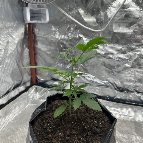 Cherry pie #2 growlog timeline photo