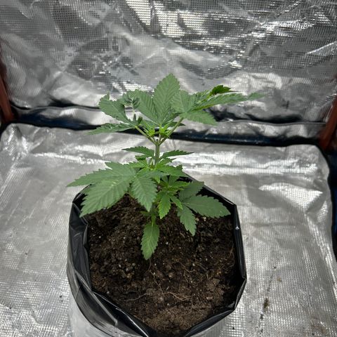 Cherry pie #2 growlog timeline photo