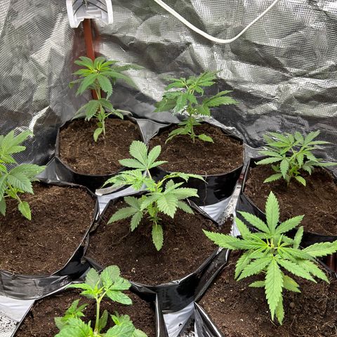 Cherry pie #2 growlog timeline photo