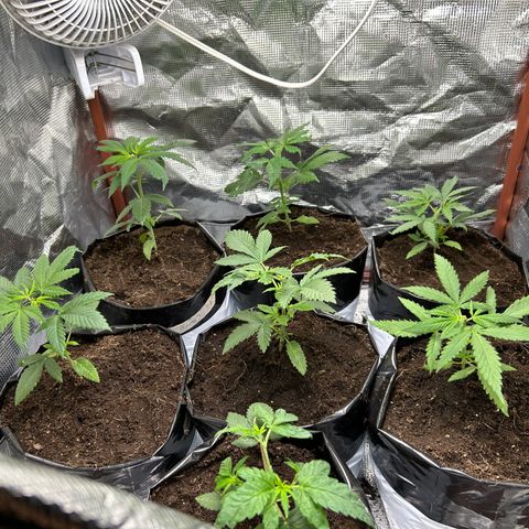 Cherry pie #1 growlog timeline photo
