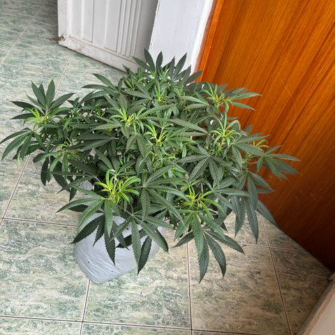 Double Burger   growlog timeline photo