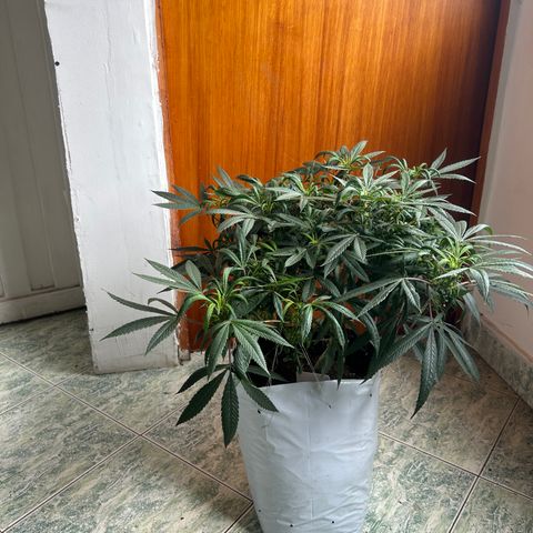 Double Burger   growlog timeline photo