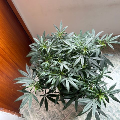 Double Burger   growlog timeline photo