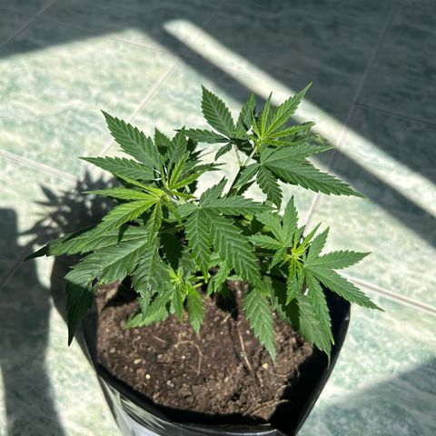 Gorilla glúe growlog timeline photo