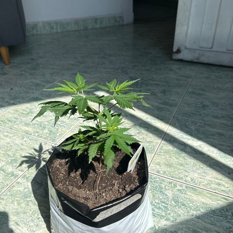 Gorilla glúe growlog timeline photo