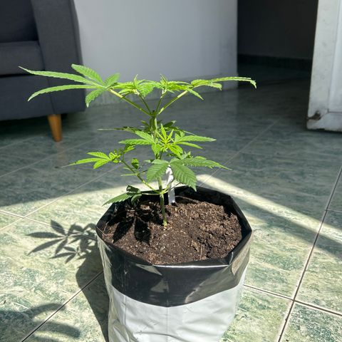 Cherry pie #1 growlog timeline photo