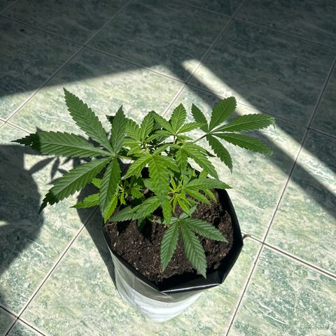 Cherry pie #1 growlog timeline photo