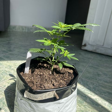Cherry pie #2 growlog timeline photo
