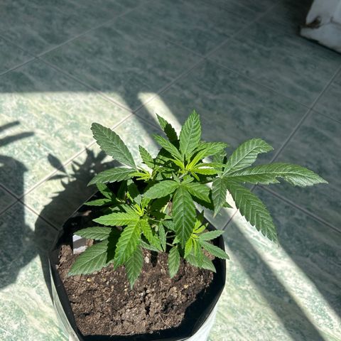 Cherry pie #2 growlog timeline photo