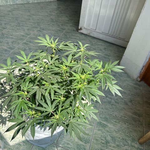 Gary’s cream  growlog timeline photo