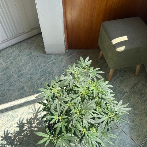 Gary’s cream  growlog timeline photo