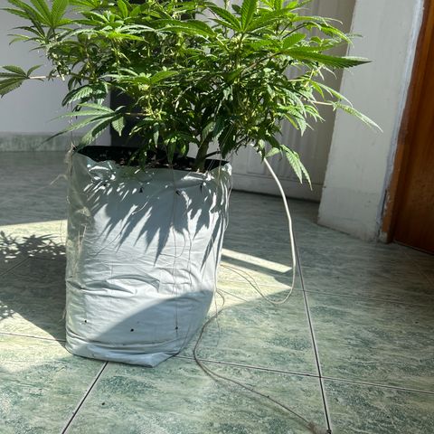 Gary’s cream  growlog timeline photo
