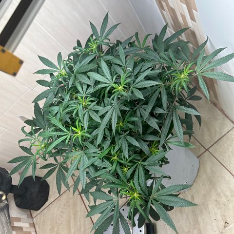 Double Burger   growlog timeline photo