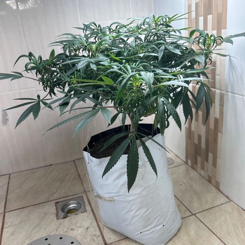 Double Burger   growlog timeline photo