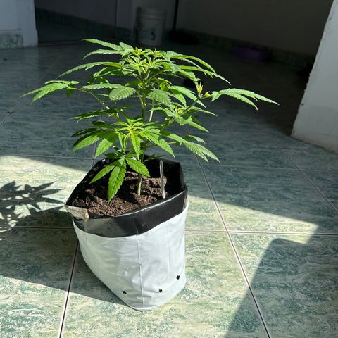 Cherry pie #1 growlog timeline photo