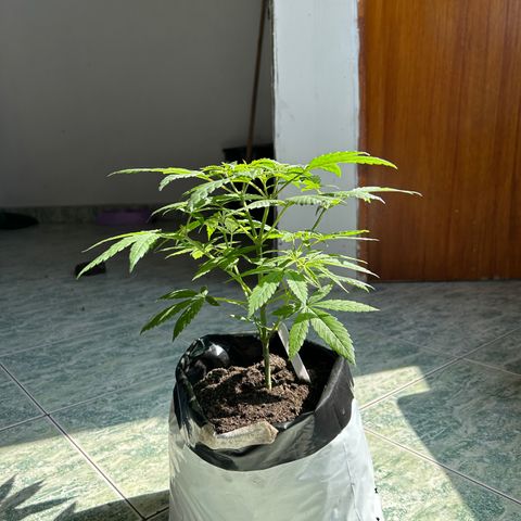 Cherry pie #1 growlog timeline photo