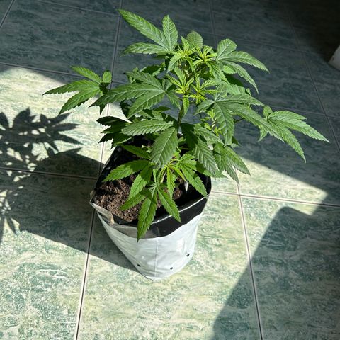 Cherry pie #1 growlog timeline photo