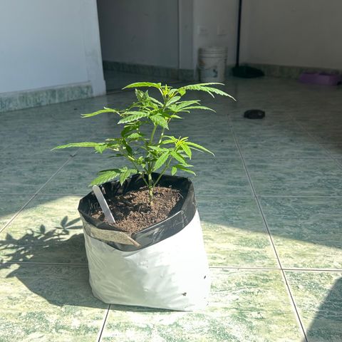 Cherry pie #2 growlog timeline photo