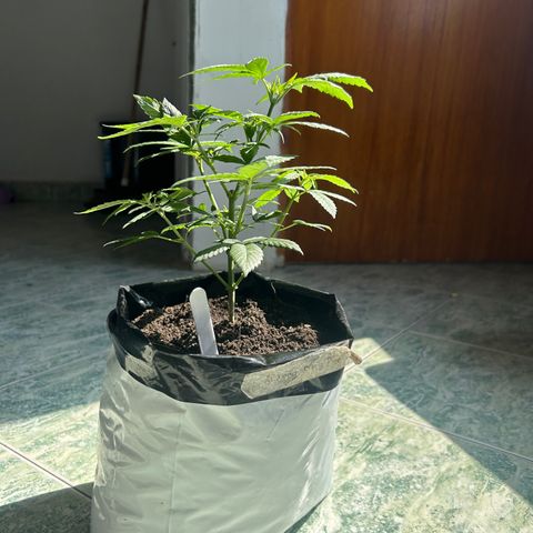 Cherry pie #2 growlog timeline photo