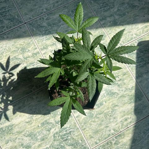 Cherry pie #2 growlog timeline photo