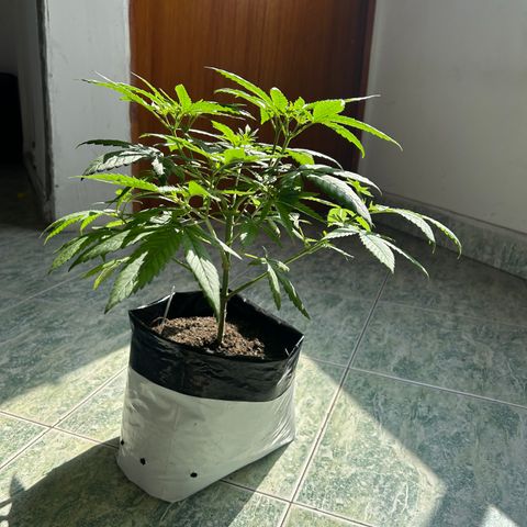 Cherry pie #1 growlog timeline photo