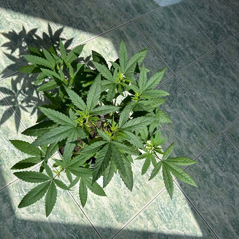 Cherry pie #1 growlog timeline photo