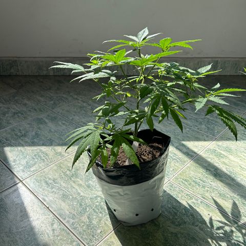 Cherry pie #1 growlog timeline photo