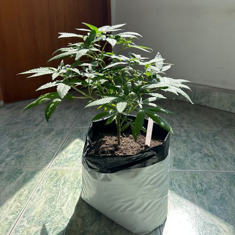 Cherry pie #2 growlog timeline photo