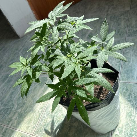 Cherry pie #2 growlog timeline photo